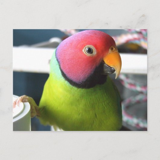 Plum Headed Parakeet Postkarte (Vorderseite)
