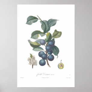 Plum, Petit Damas noir Poster