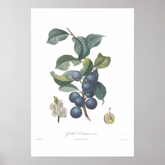 Plum, Petit Damas noir Poster (Vorne)