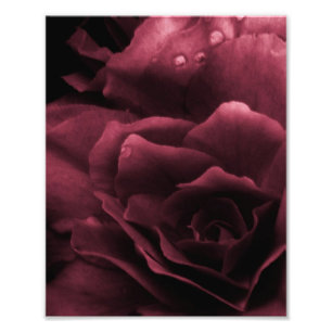 Plum Red Nah Up a Double Begonia Fotodruck
