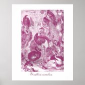 Plum Vintage StraußenIllustration Struthio camelus Poster (Vorne)