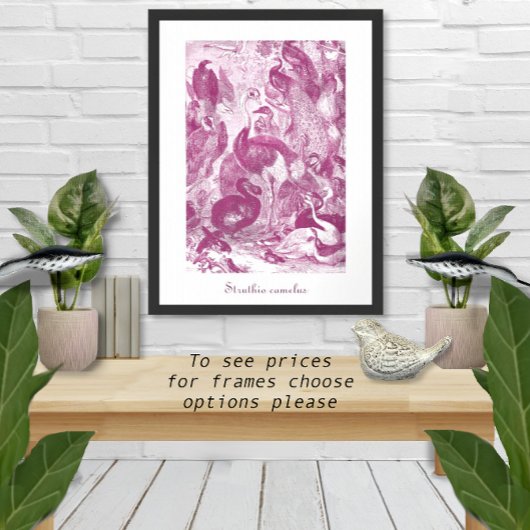 Plum Vintage StraußenIllustration Struthio camelus Poster