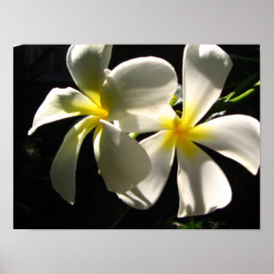 Plumaria Hawaiian Tropical Blume Poster Print