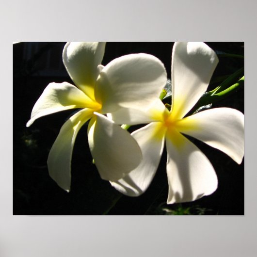 Plumaria Hawaiian Tropical Blume Poster Print (Vorne)