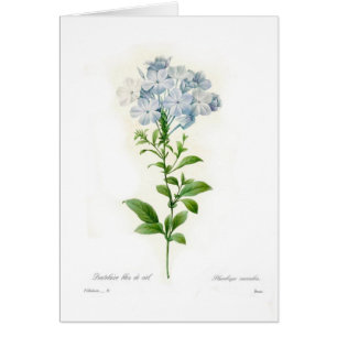 Plumbago