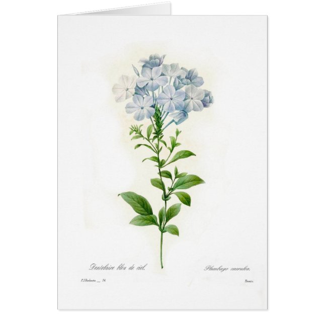 Plumbago (Vorne)