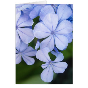Plumbago