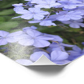 Plumbago aus Kauai Fotodruck (Ecke)