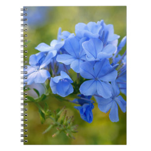 Plumbago - blaues Sommer-Blumen-Bild Notizblock