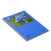 Plumbago - blaues Sommer-Blumen-Bild Notizblock (Rechte Seite)
