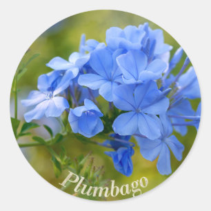 Plumbago - blaues Sommer-Blumen-Bild Runder Aufkleber