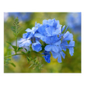 Plumbago - Blue Summer Blume Blumenfotografie Fotodruck (Vorne)
