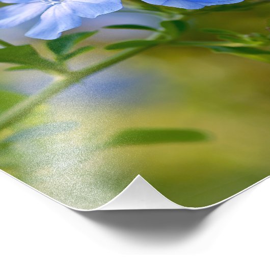 Plumbago - Blue Summer Blume Blumenfotografie Fotodruck (Ecke)