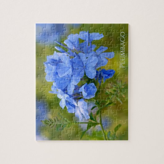 Plumbago - Blue Summer Blume Blumenfotografie Puzzle (Vertikal)