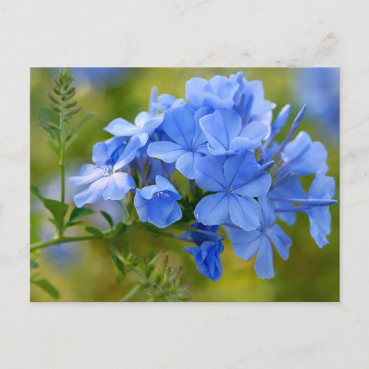 Plumbago - Blue Summer Blume Picture Postkarte (Vorderseite)