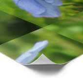 Plumbago Blume Blue Poster (Ecke)