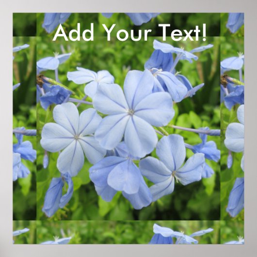 Plumbago Blume Blue Poster (Vorne)