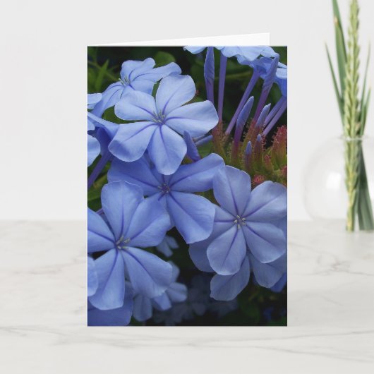 Plumbago Dankeskarte (Vorderseite)