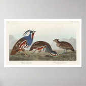Plumed Partridge und dick-beinige Partridge Poster (Vorne)