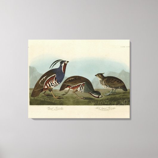Plumed & Thick-Leged Partridges - Audubons Vögel Leinwanddruck (Vorderseite)