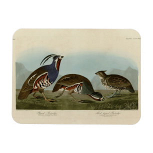 Plumed & Thick-Leged Partridges - Audubons Vögel Magnet