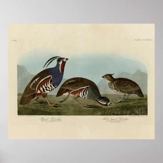 Plumed & Thick-Leged Partridges - Audubons Vögel Poster (Vorne)