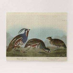 Plumed & Thick-Leged Partridges - Audubons Vögel Puzzle
