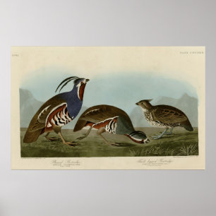 Plumed u. Stark-mit Beinen versehenes Rebhuhn Poster