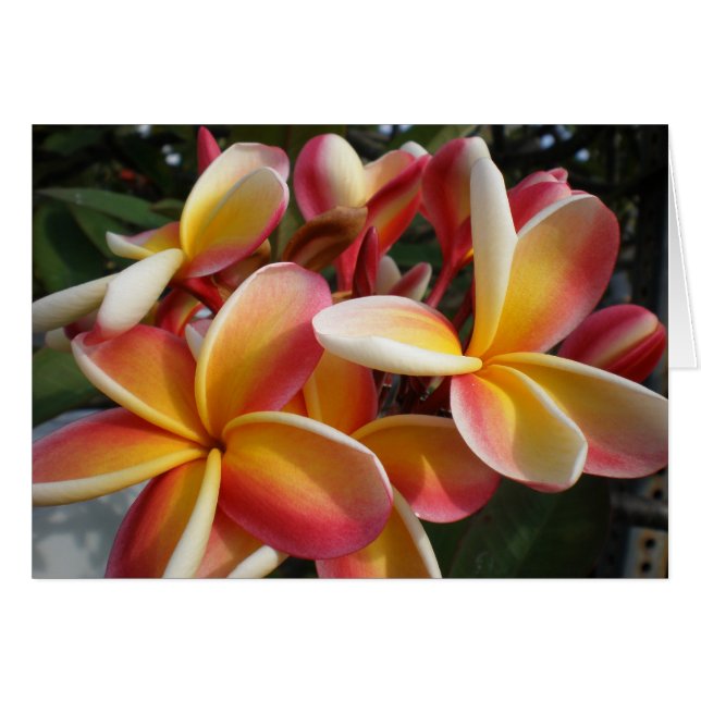 Plumeria (Vorderseite (Horizontal))