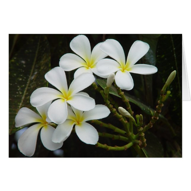 Plumeria (Vorderseite (Horizontal))