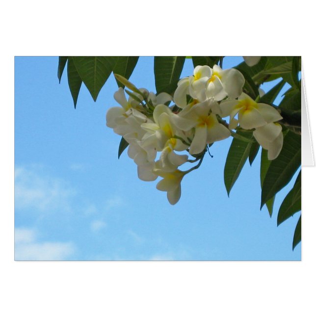 Plumeria (Vorderseite (Horizontal))