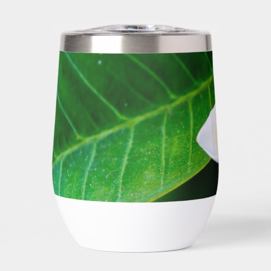 Plumeria (Vorderseite)