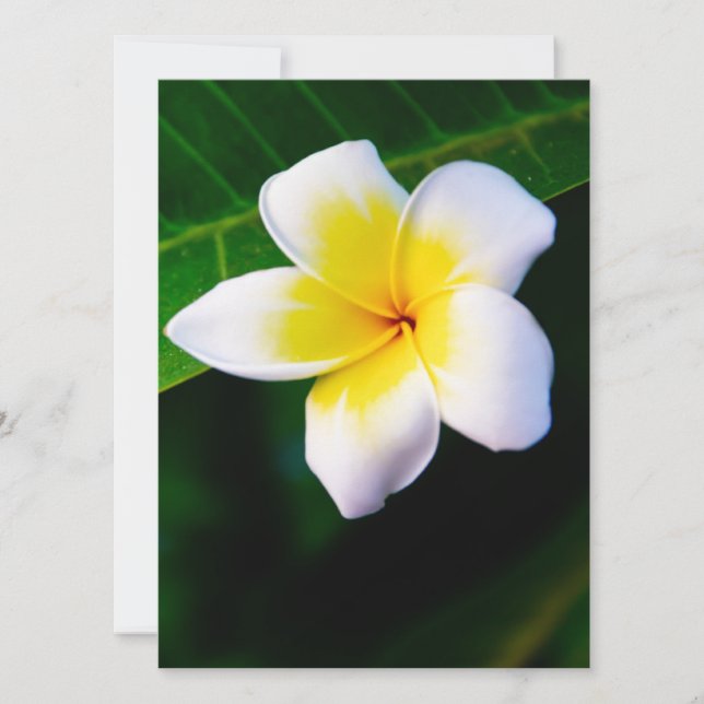 Plumeria (Vorderseite)