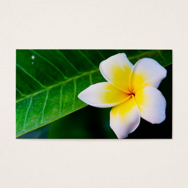 Plumeria (Vorderseite)