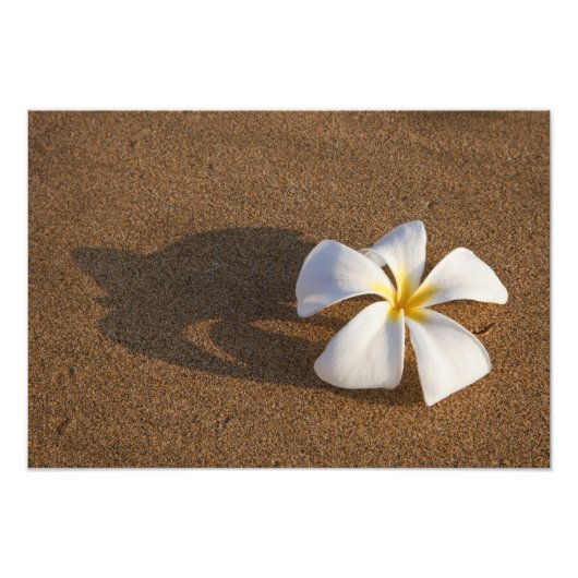 Plumeria am Sandstrand, Maui, Hawaii, USA Fotodruck (Vorne)