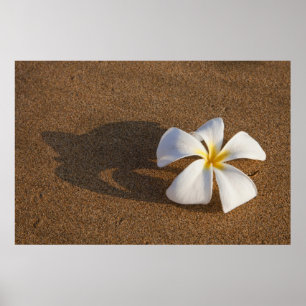 Plumeria am Sandstrand, Maui, Hawaii, USA Poster