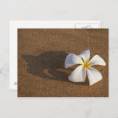 Plumeria am Sandstrand, Maui, Hawaii, USA Postkarte (Vorne/Hinten)