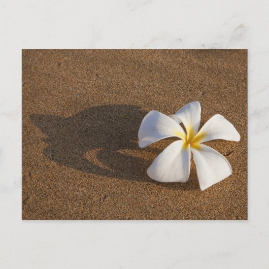 Plumeria am Sandstrand, Maui, Hawaii, USA Postkarte (Vorderseite)