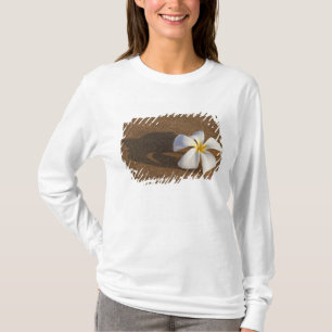 Plumeria am Sandstrand, Maui, Hawaii, USA T-Shirt