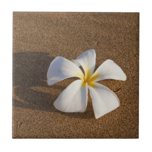 Plumeria an einem Sandstrand, Maui, Hawaii, USA Fliese