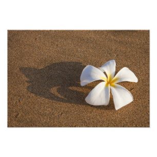 Plumeria an einem Sandstrand, Maui, Hawaii, USA Fotodruck