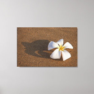 Plumeria an einem Sandstrand, Maui, Hawaii, USA Leinwanddruck