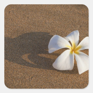 Plumeria an einem Sandstrand, Maui, Hawaii, USA Quadratischer Aufkleber