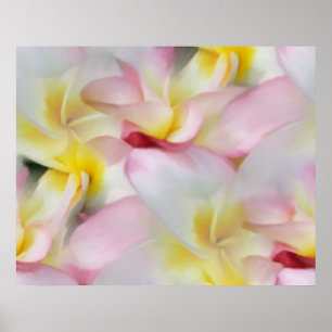 Plumeria Aquarelldruck Poster