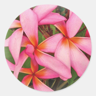 Plumeria - As-rosa Neonaufkleber Runder Aufkleber