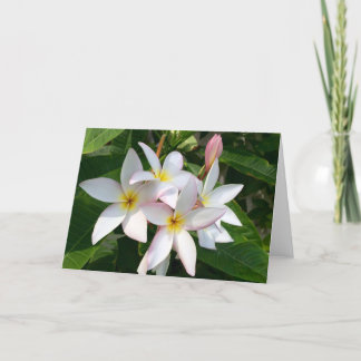 Plumeria Blooms Blank Card Dankeskarte