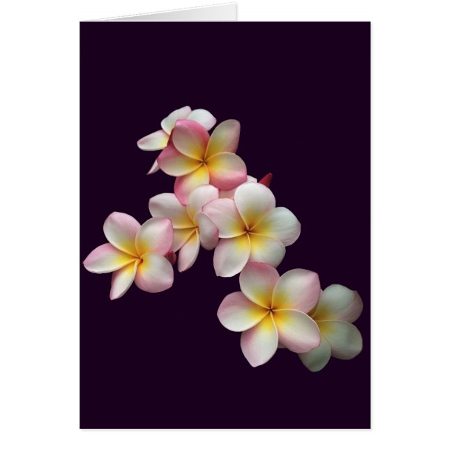 Plumeria blüht im Dunkeln lila (Vorne)