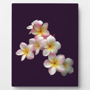 Plumeria blüht im Dunkeln lila Fotoplatte