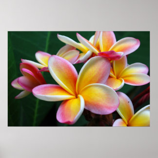 Plumeria Blume auf Leinwand! Poster