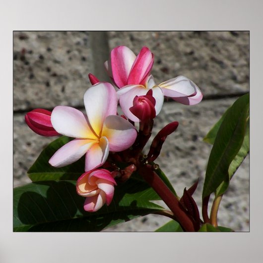Plumeria-Blume drucken Poster (Vorne)